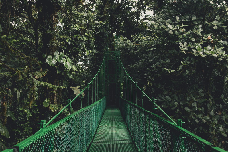 rope bridge, footbridge, direction, connection, the way forward, Lush, hiking, 8K, beauty in nature, plant, forest, no People, built structure, metal