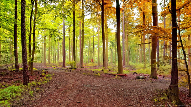 Nature, Away, leaf, Bäume, Deutschland, in the morning, woods, season, woodland, scenics, im, Natur, Forest, 1080P, morgens, Autumn, tree, impressions