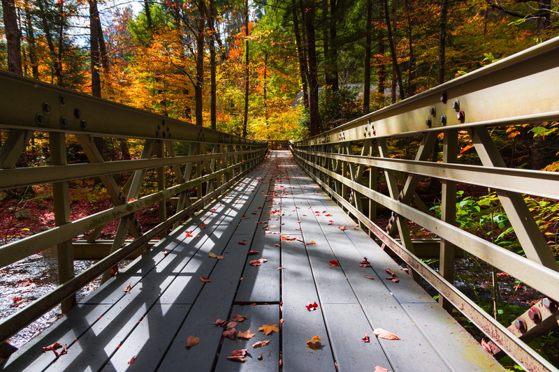 tree, bridge - Man Made Structure, wooden, autumn, gray, bridge, 5K, forest, outdoors, photo, wooden bridge, nature, autumn  fall, leaf