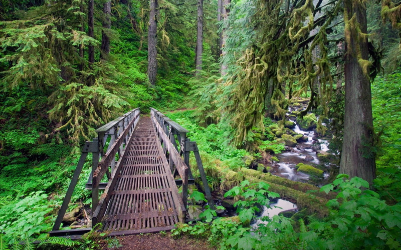 forest, trees, path, scenics - nature, non-urban scene, footbridge, the way forward, direction, landscape, connection, nature, land, green, tree, growth