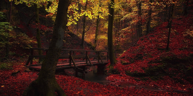 footbridge, day, plant, walkway, tree, nature, autumn collection, tranquil scene, yellow, forest, creeks, scenics - nature, leaves, tranquility, orange color