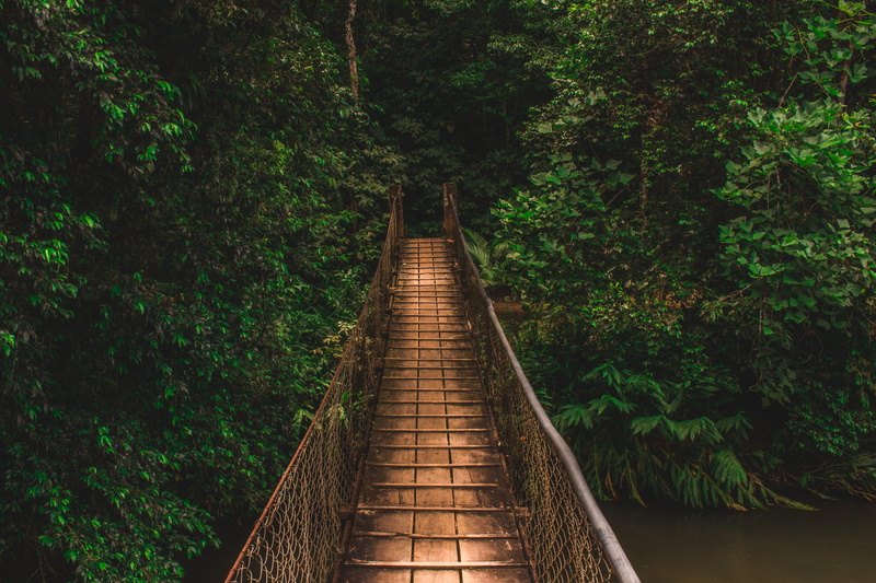rope bridge, no people, tree, day, adventure, jungle, tropical, diminishing perspective, sp, architecture, bridge, foliage, built structure, footbridge