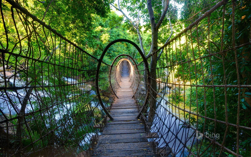 direction, tree, built structure, nature, architecture, bridge, tranquil scene, land, diminishing perspective, no people, plant, footpath, connection, green color