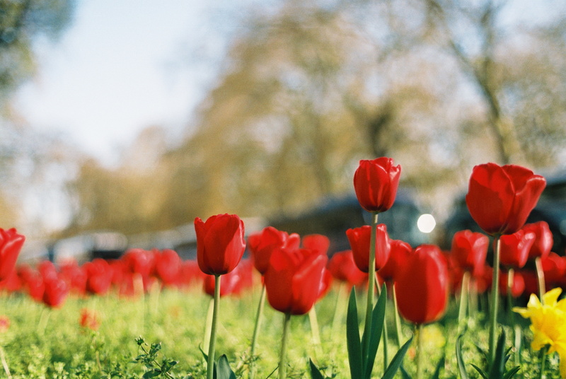 outdoors, field, eye-level, Fujifilm Superia, MC, selective focus, Carl Zeiss Jena, meadow, 5K, level, nature, green Color, springtime, summer, eye, focus