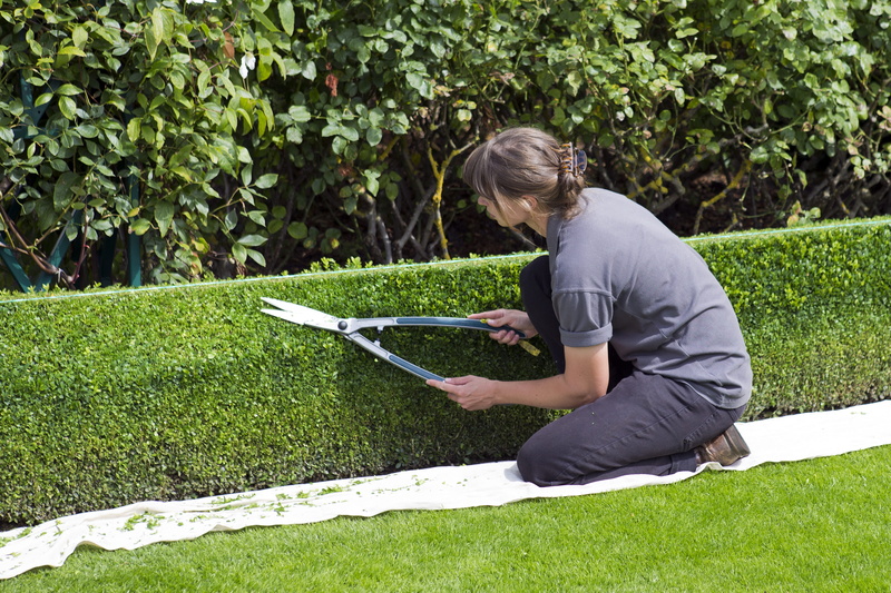 real people, lifestyles, trimming, women, one person, green color, leisure activity, full length, side view, field, day, nature, box hedge topiary, growth