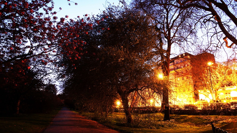light, orange color, after hours, long exposure, autumn, footpath, plant, diminishing perspective, treelined, tree, park, nature, 4K, change, direction