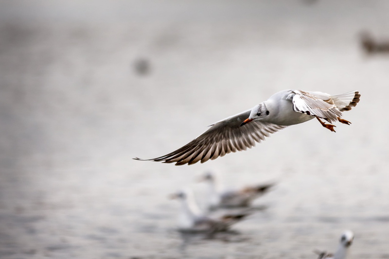 outdoors, black Bird, white, wildlife, sea, hyde park, birds, flying, bird, 2K, black, animal, seagull, nature, daytime, animal Wing, sea Bird, gull