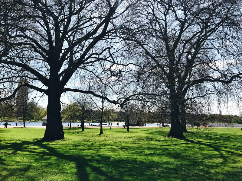 nature, plant, tranquil scene, trunk, land, outdoors, sky, branch, day, park, tree, beauty in nature, landscape, spring, green color, 4K, no people, grass