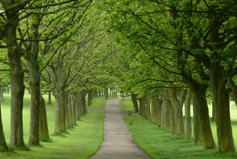 dirt, green-leaf, Woodhouse Moor, leaf, 4K, hyde park, gray, green Color, leeds, park - Man Made Space, nature, dirt road, road, outdoors, woodhouse  moor