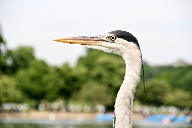 profile view, united kingdom, eye, nature, animal neck, heron, close-up, face, lake, bird, day, hyde park, beak, vertebrate, side view, 5K, london, animal