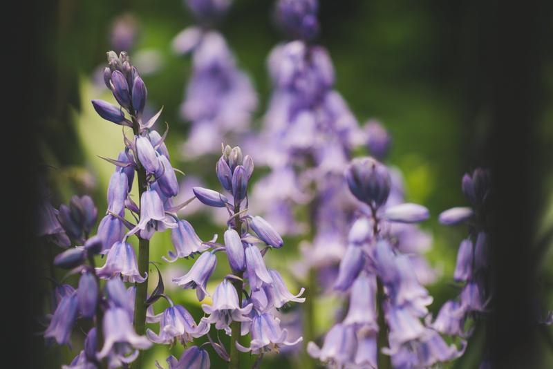 inflorescence, petal, selective focus, day, flower head, photography, london, lupin, focus on foreground, beauty in nature, park, purple, closeup, 8K