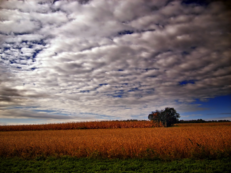 2K, Berks County, blue, nature, grass, rural Scene, landscape, clouds, field, sky, creative commons, low light, agriculture, outdoors, cloud - Sky, rural
