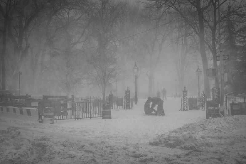 plant, land, 5K, cold temperature, fog, snow, no people, new york, trunk, greenwich village, day, nature, tree trunk, snowing, field, winter, covering