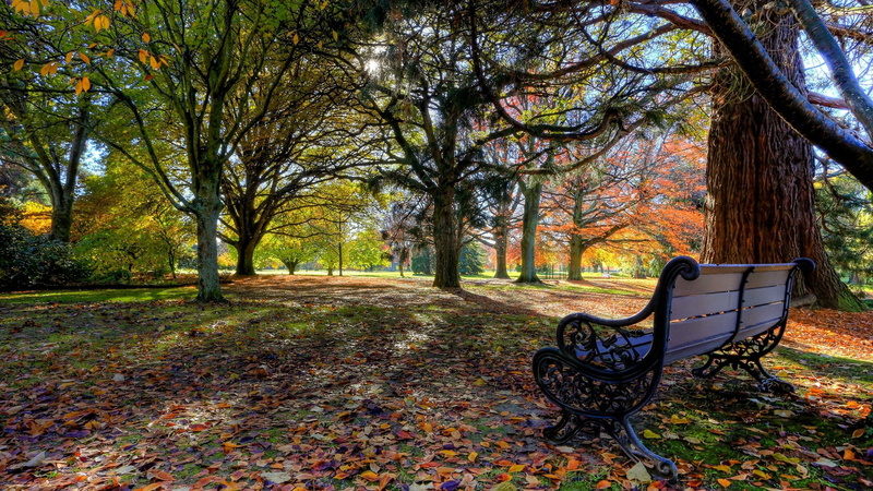 no people, summer, outdoors, path, growth, season, absence, grass, tranquility, autumn, forest, country, trunk, park, peaceful, leaf, natural, trees, foliage