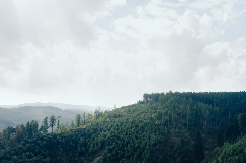 trip, scenery, moor, traveling, rainy, woods, trunk, clouds, growth, harz, vivid, day, 2K, adventure, tranquil scene, hilly, pine woodland, woodland, haze