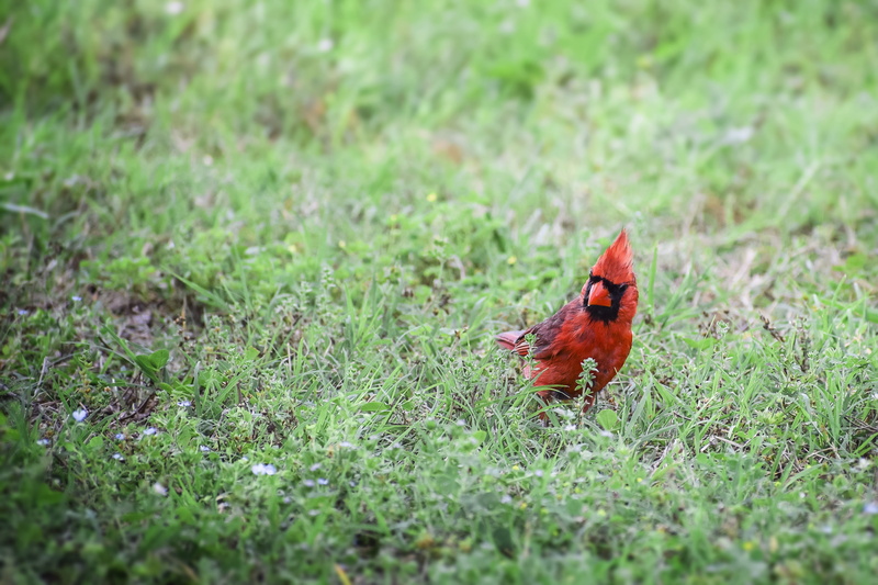 foliage, ground, animal wildlife, forest, black, landscape, wild, cardinal, red, wood, fauna, environment, orange, land, sun, purple, animals in the wild