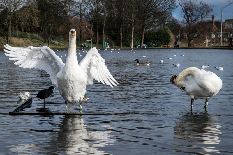 Lake, Swans, animals And Pets, grass, spread wings, elegant, group of animals, outdoors, love, no people, green, feather, scene, animal themes, autumn