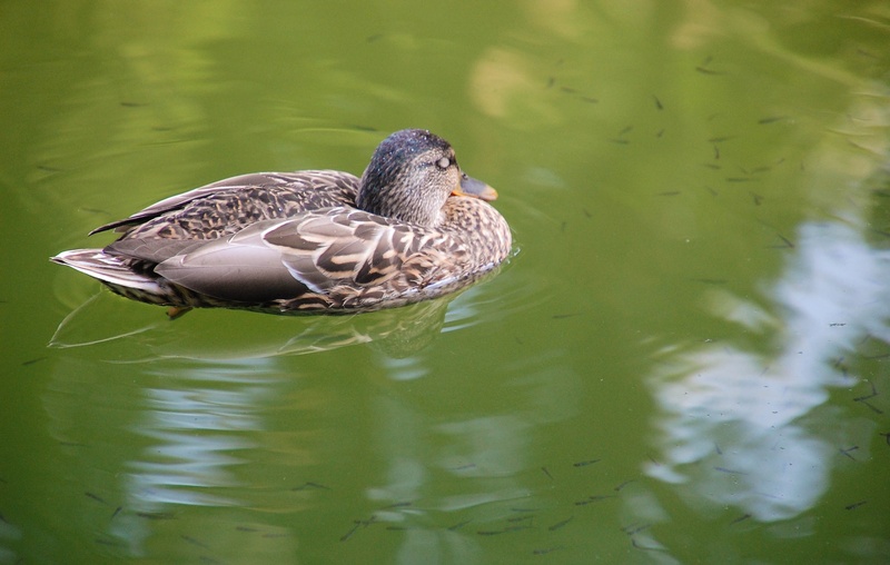 flicker, bird, hao, head, botanical, swimming, red, rust, river, garden, fry, animal themes, closeup, wings, russia, vacation, sleeping, feathered, female animal