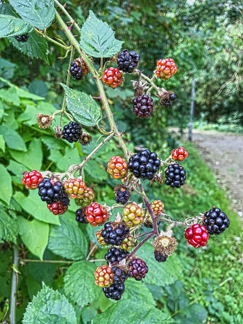 green color, autumn, vienna, stork, lake, duck, freshness, landscape, blue, mirroring, close-up, color, sky, green, plant, berries, ripe, blossom, orange