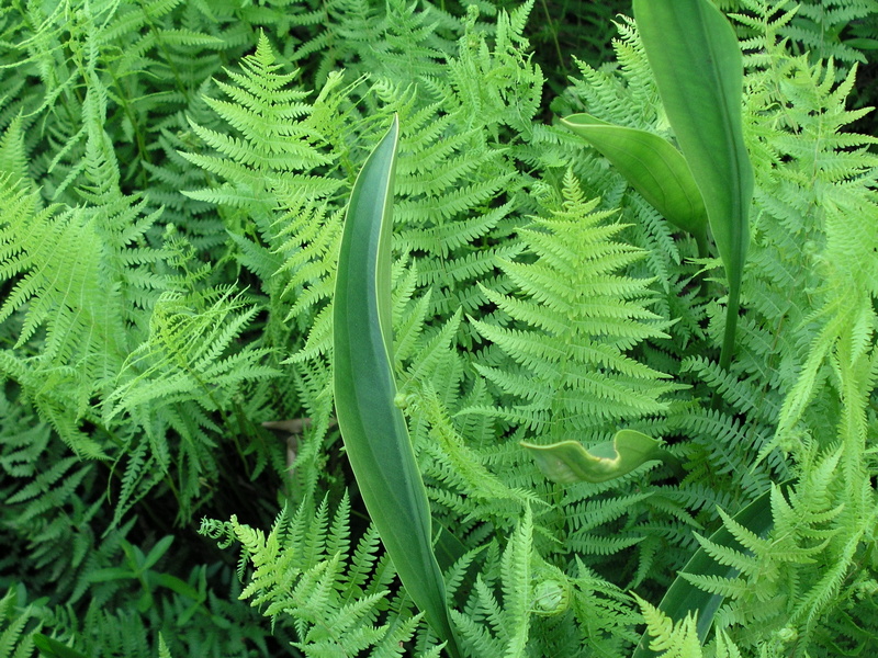 louisiana, environment, bright, garden, grass, day, gabriel raggio, desktop, beauty in nature, fern, swamp, flora, full frame, summer, vulnerability, leaf
