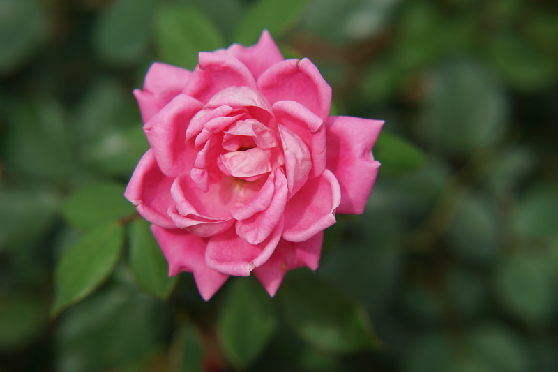 closeup, springtime, field, city park, 5K, lawn, flower head, white flower, season, leaf, wildflower, grass, nature, no people, rose - flower, pink color