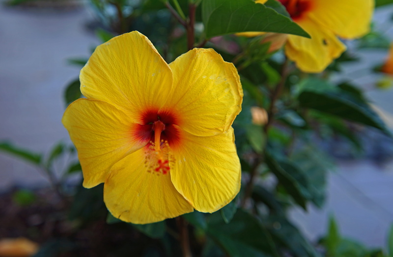 romance, wildflower, flora, flower head, romantic, anniversary, focus on foreground, tropical, raggio studios, fragility, orange flower, petal, close-up