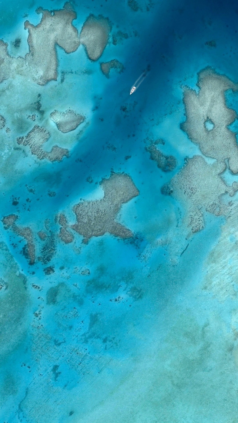 animals in the wild, fish, large group of animals, animal, nature, marine, sea, Google, birds eye view, undersea, animal themes, vertebrate, sea life, water