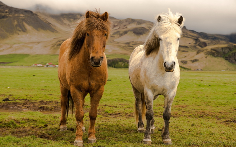 nature, horse, animals, icelandic horses, 2K