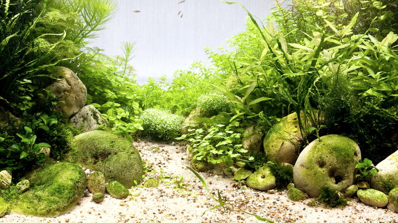 vegetable, pile, land, near, rocks, food, garden, outdoors, white, freshness, sand, wellbeing, plants, sea grass, day, green, leaf, plant, green color