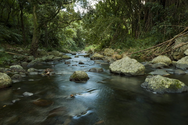 waterfall, scenics, tree, stream, rocks, Photo, swamp, water, brown, 720P, Délices, Ile de la Reunion, outdoors, photography, rock - Object, forest, Cascade