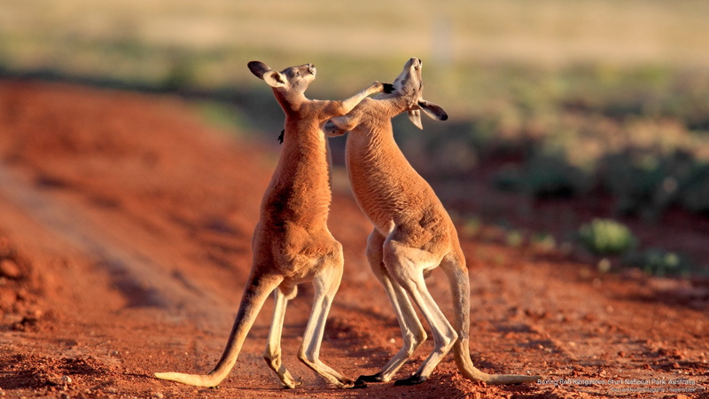 park, australia, sturt, boxing, red, kangaroos, Animals, 2K, national