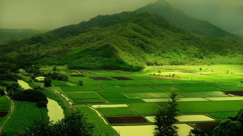field, trees, 1080P, hills, mist, green, river, landscape, nature, valley