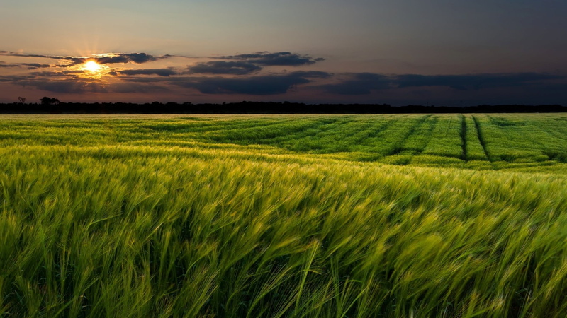 plantation, field, sky, farm, tranquil scene, cereal plant, sunset, crop, sunlight, landscape, outdoors, scenics - nature, cloud - sky, no people, land