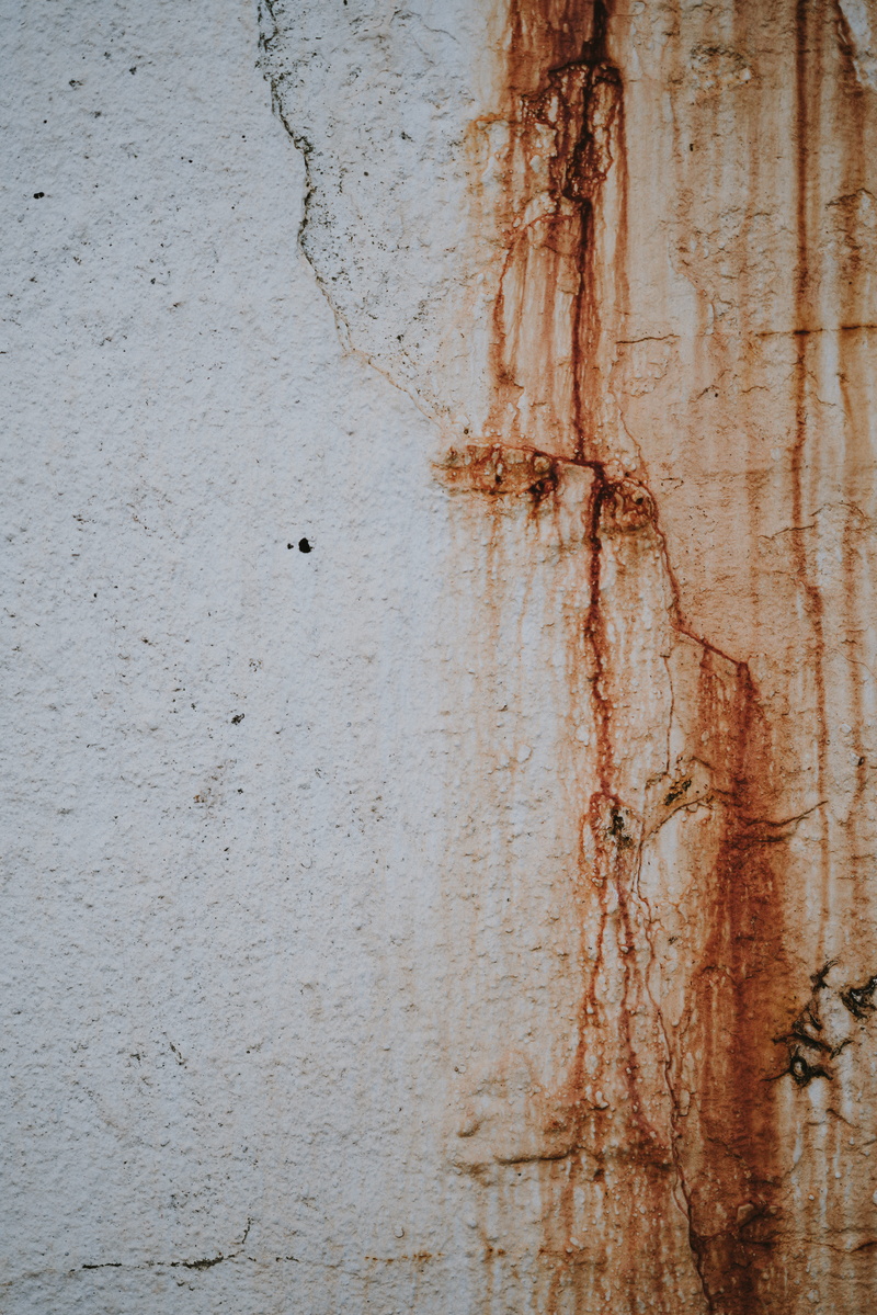 close-up, brown, mold, deterioration, door, day, coming, animal, run-down, wall - building feature, handrail, cricket insect, rough, insect, stain, concrete