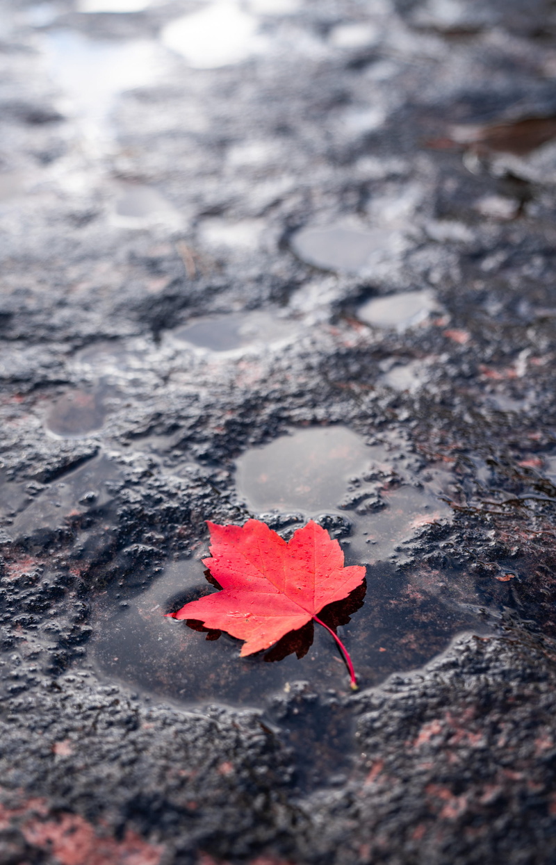 fragility, flower, canada, ground, red leaf, asphalt, vulnerability, nature, selective focus, freshness, tree, autum, tar, 2K, veins, puddle, beauty in nature