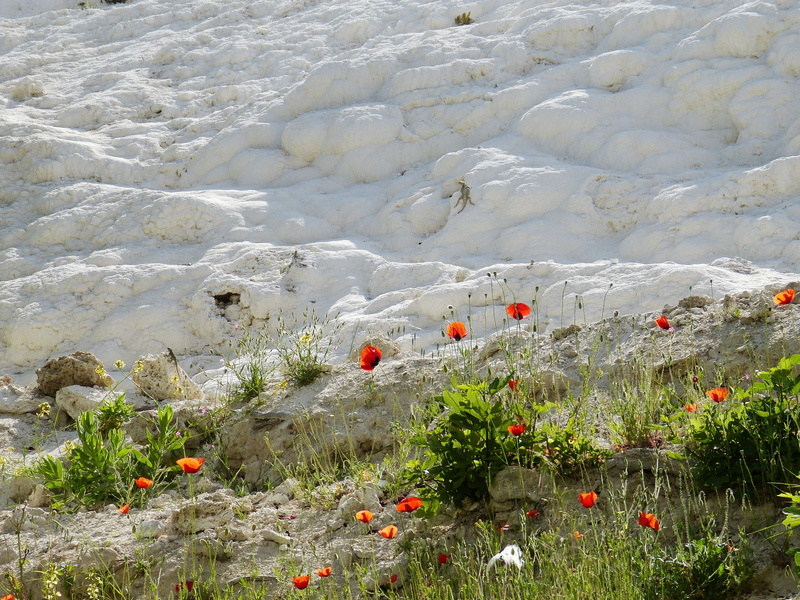 growth, world heritage, beauty in nature, pamukkale, 4K, water, red, land, flower, cold temperature, flowering plant, day, rock - object, summer, no people