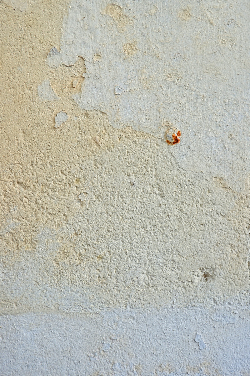 architecture, spider, textured, beetle, soil, plant, archaeology, floor, wall - building feature, animal, stain, day, rug, nature, animal wildlife, corner