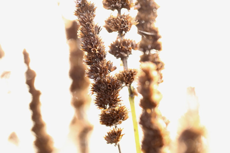 brown, selective focus, focus on foreground, close-up, low angle view, 5K, blossom, lawn, reed, sky, tree, vulnerability, food, grass, amaranthaceae, sunlight