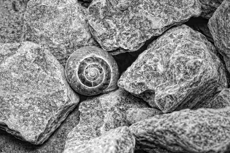 mollusk, spiral, rock - Object, nature, stone, animal wildlife, animal shell, full frame, day, stones, high angle view, solid, backgrounds, black and white