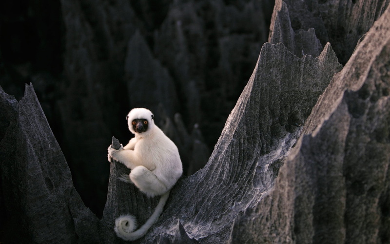 depth of field, lemurs, white, 1080P, yellow eyes, stones, nature, Madagascar, forest, animals