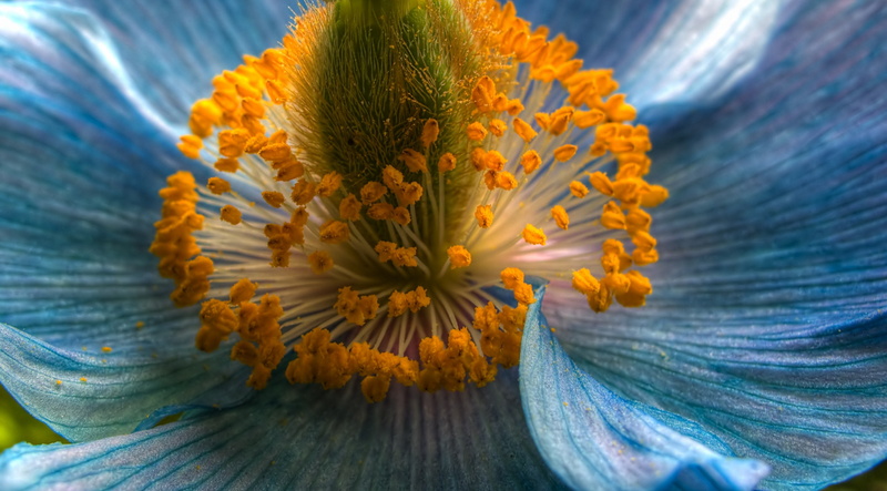 Island, flower head, British, Vancouver, petal, Canada, tonemapped, Attraction, butchart, Gardens, 2K, bokeh, himalayanbluepoppy, Macro, plant, neat, inflorescence