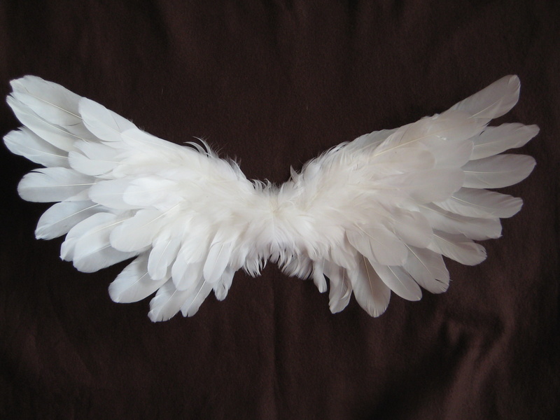 spread wings, close-up, animals in the wild, white, studio shot, animal themes, vertebrate, feather, angel, white birds, animal, 2K, flying, nature, elegance