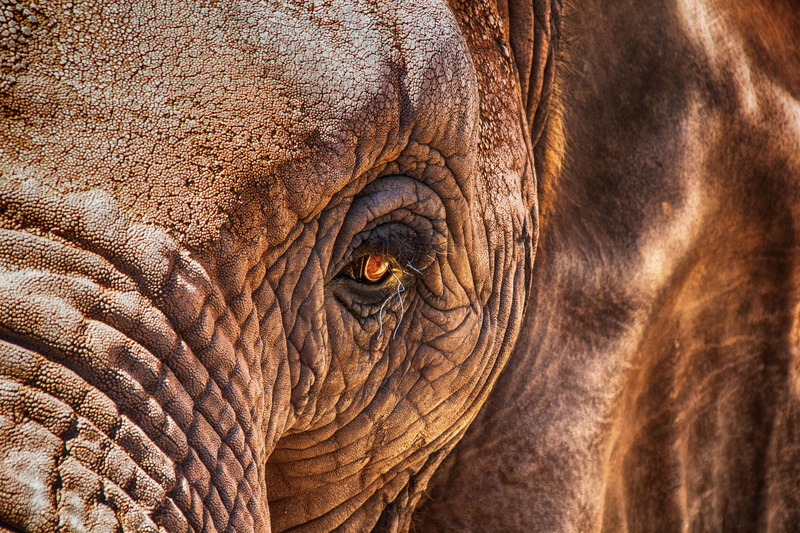 close-up, close, day, africa, vertebrate, animal body part, herbivorous, animal wildlife, animal head, skin, photography, animal, 5K, wrinkled, african elephant