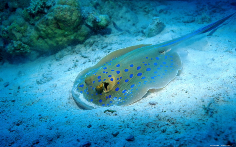 animal, bluespotted stingray, undersea, animal themes, swimming, fish, spotted, nature, water, vertebrate, marine, invertebrate, animals in the wild, one animal