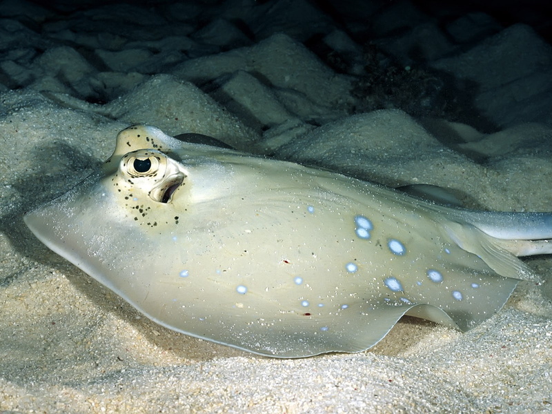 720P, animals, Stingray, underwater, sea