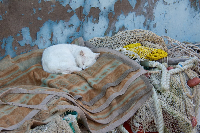 blankets, no people, animal head, textile, fishing net, domestic, cat, relaxation, feline, ropes, fishing industry, wall - building feature, one animal
