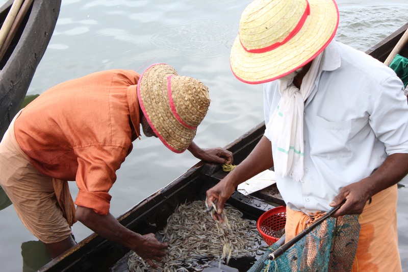 fisherman, nautical Vessel, occupation, casual clothing, nature, fishermen in india, fishing in allepeay, people, salmon, seafood, tuna, fishing Industry