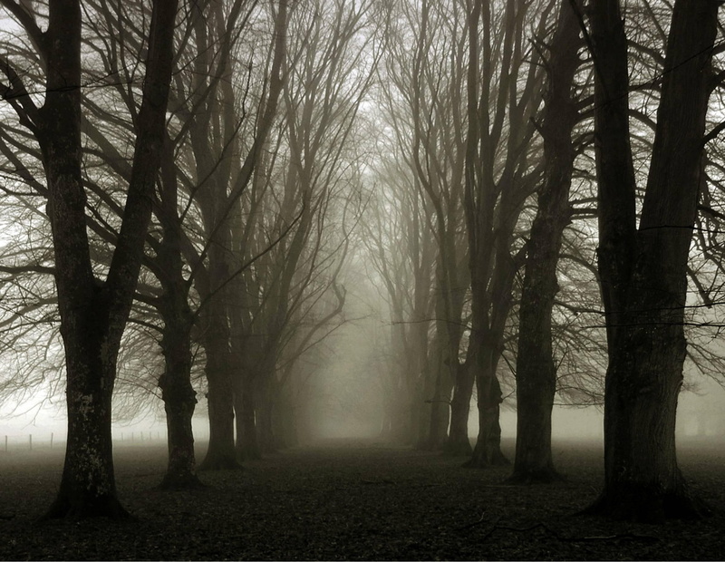 lane, tree, foggy, misty, 1080P, forest, trees, 3d and abstract, leafless