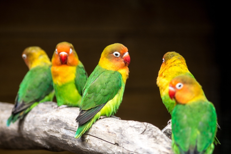 green color, five, group of animals, tree, animal wildlife, colorful, nature, budgerigar, Birds, chicks, multi colored, bird, Colour, parrots, animal, birds