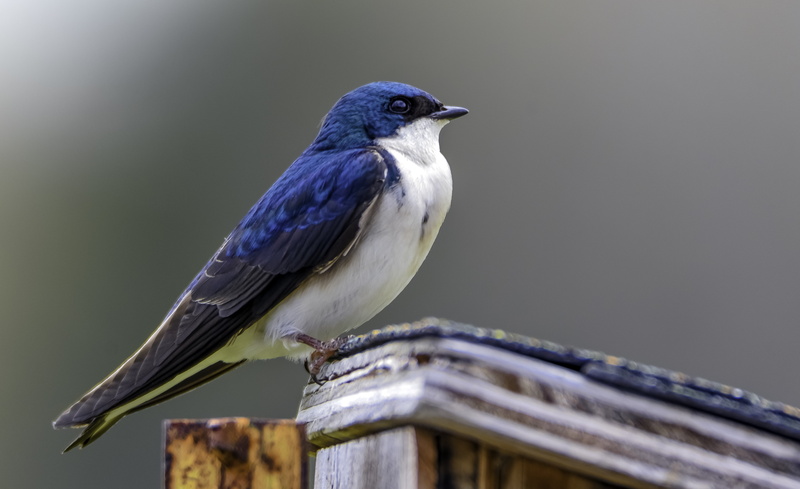 swallow, Tree Swallow, tree  swallow, natural, white, 4K, tree, avian, birds, animal, colorful, nature, animals, bird, white bird, wildlife, blue
